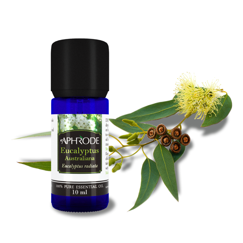 Eucalyptus essneial oil