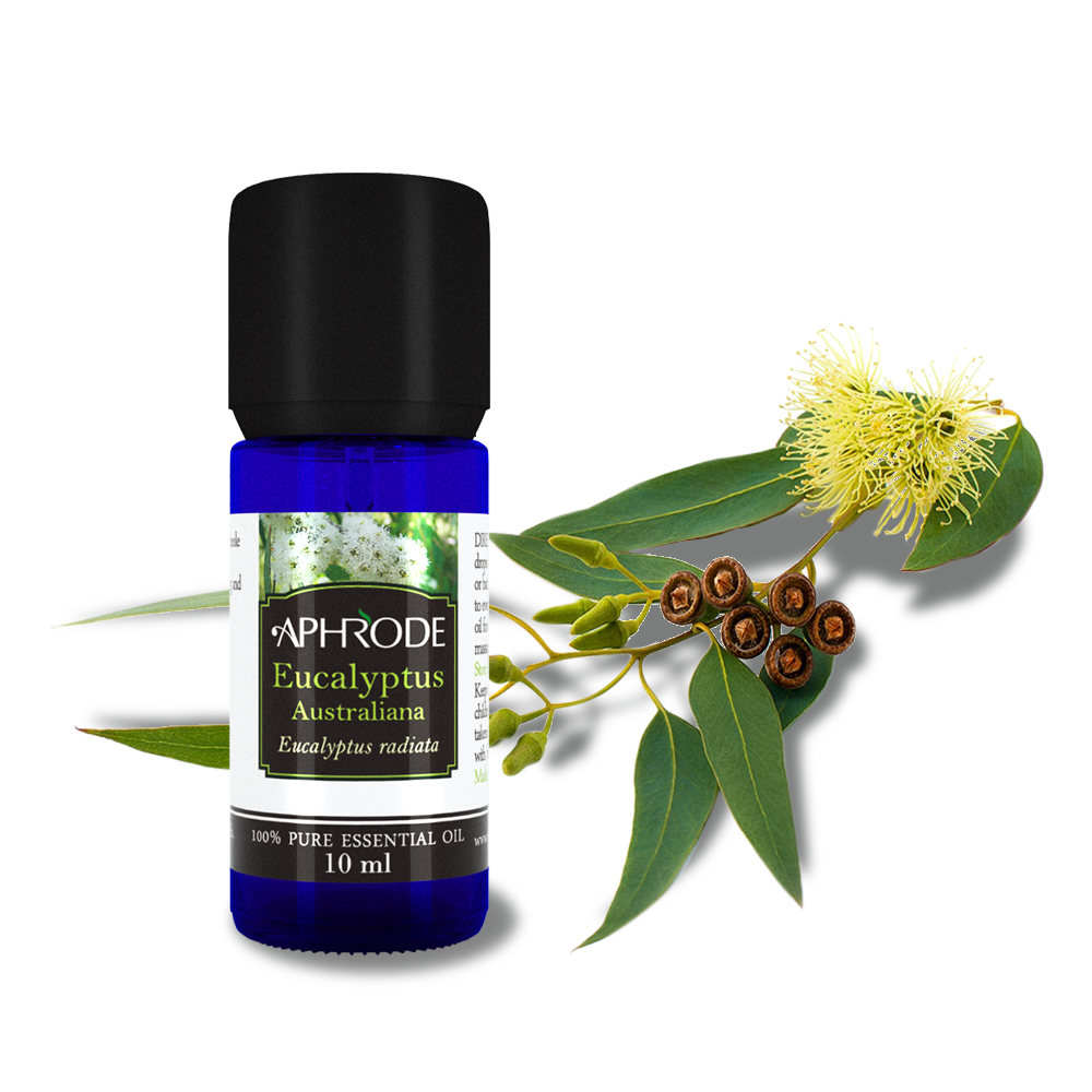 eucalyptus-essential-oil-aphrode